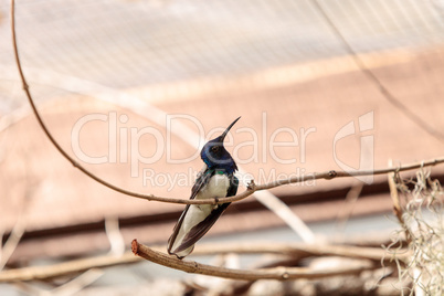 White necked Jacobin known as Florisuga mellivora