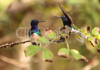 White necked Jacobin known as Florisuga mellivora