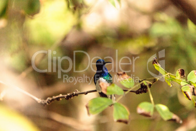 White necked Jacobin known as Florisuga mellivora