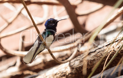 White necked Jacobin known as Florisuga mellivora