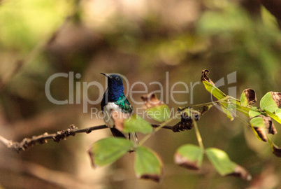 White necked Jacobin known as Florisuga mellivora