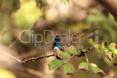 White necked Jacobin known as Florisuga mellivora