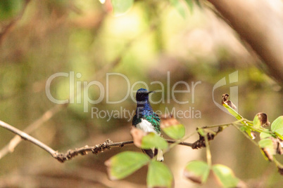 White necked Jacobin known as Florisuga mellivora