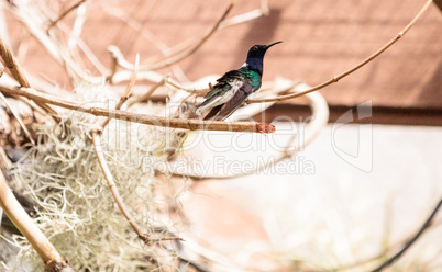 White necked Jacobin known as Florisuga mellivora