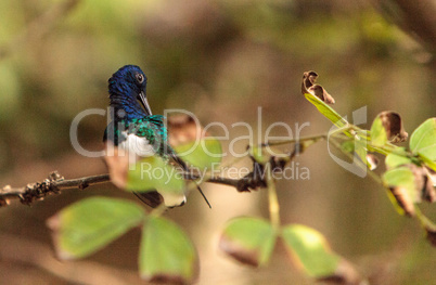 White necked Jacobin known as Florisuga mellivora