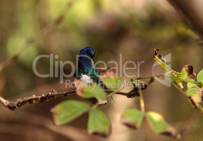 White necked Jacobin known as Florisuga mellivora