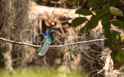 White necked Jacobin known as Florisuga mellivora