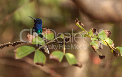 White necked Jacobin known as Florisuga mellivora