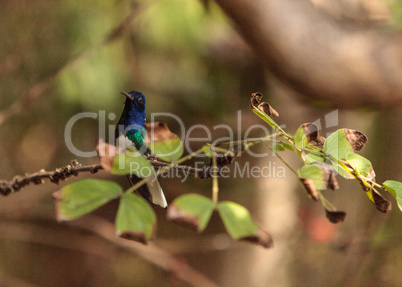 White necked Jacobin known as Florisuga mellivora