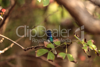 White necked Jacobin known as Florisuga mellivora