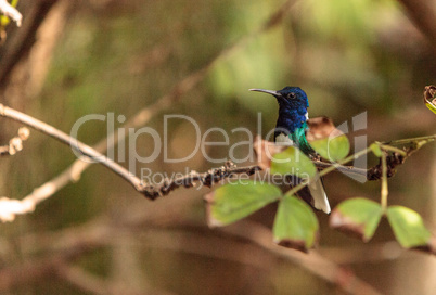 White necked Jacobin known as Florisuga mellivora