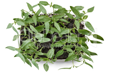 Seedlings of bell pepper in a plastic container with soil .