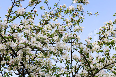 A branch of Apple blossoms against the blue sky.