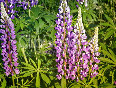 Flowering lupine on the field.