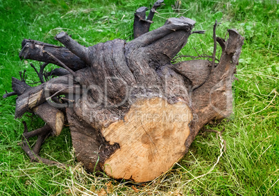 Uprooted the stump of a felled tree.