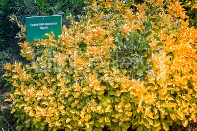 Japanese spindle tree in the arboretum of tropical plants.