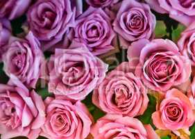 Beautiful bright pink rose, top view.