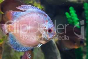 Marine fish swimming in the aquarium.