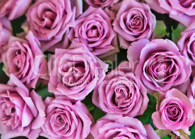 Beautiful bright pink rose, top view.