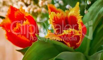 Two red Tulip with yellow edging on the flowers.