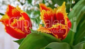 Two red Tulip with yellow edging on the flowers.