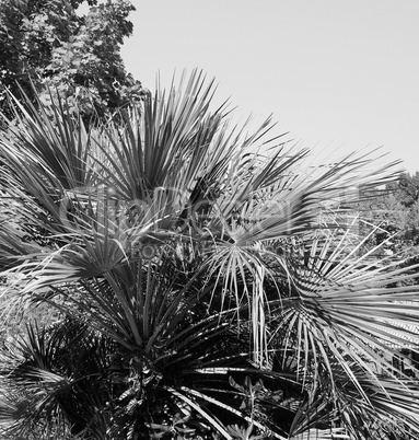 Palm tree leaves in black and white