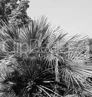 Palm tree leaves in black and white