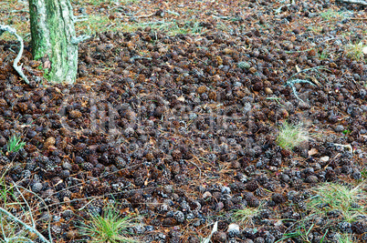 pine, cone, wood, brown, seasonal