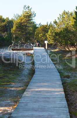 forest, wood trail, pine forest, journey, walk