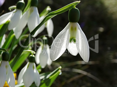 Schneeglöckchen im Frühling