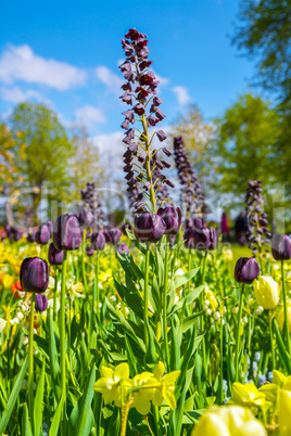 Glade of black fresh tulips in the Keukenhof