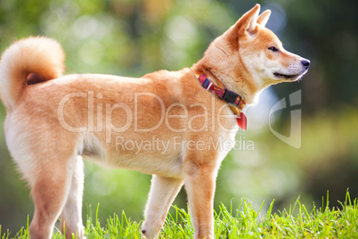 A young shiba inu in green garden.