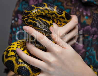 Snake anaconda in woman's hands