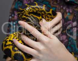 Snake anaconda in woman's hands