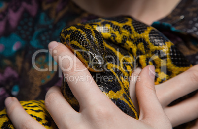 Yellow anaconda in woman's hands