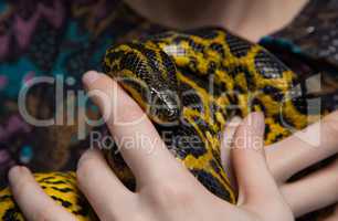 Yellow anaconda in woman's hands