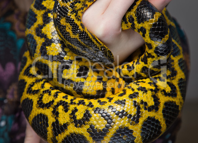 Yellow snake in woman's hands