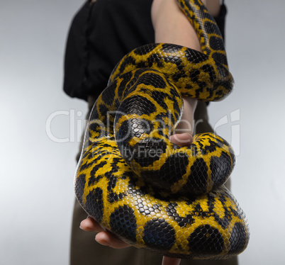 Snake on woman's hand