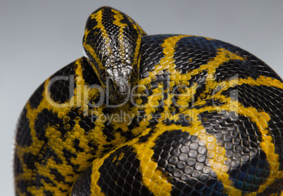 Crawling yellow anaconda in knot