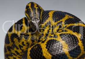 Crawling yellow anaconda in knot