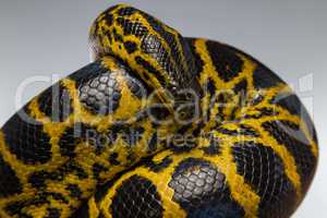 Crawling yellow black anaconda