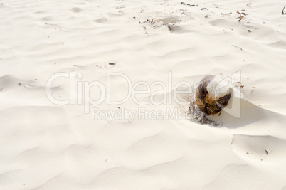 Coconut covered with fine sand