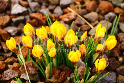 Frühlingsblumen im März