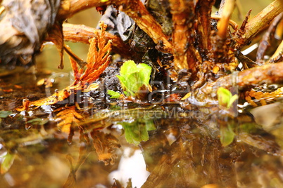 Hochwasser im Gartenbeet