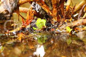 Hochwasser im Gartenbeet