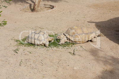 Turtles Sunning photo