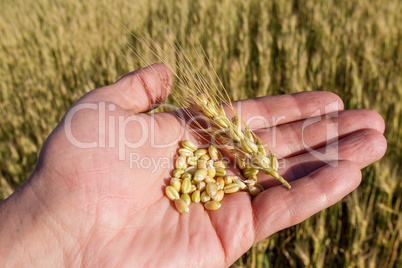 Agronomist is holding grain