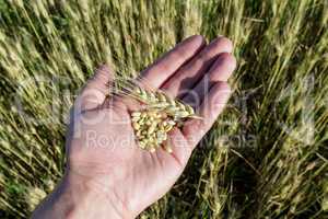Agronomist is holding grain