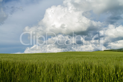 field of green wheat