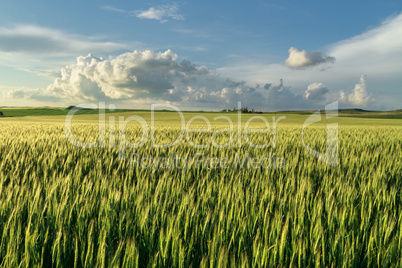 field of green wheat